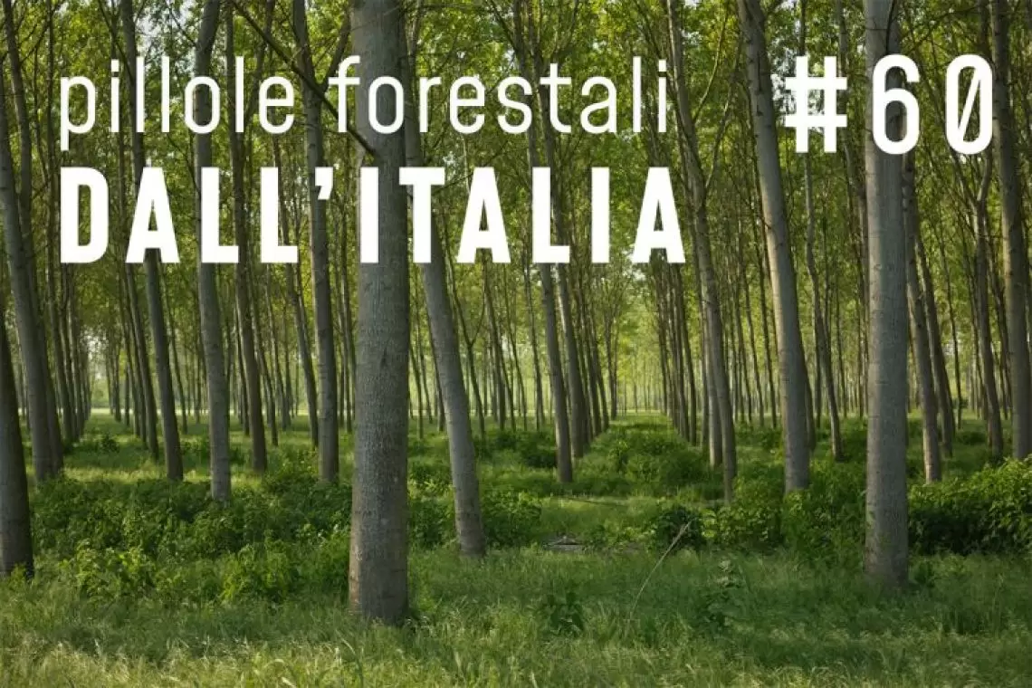 Pillole forestali dall'Italia puntata 60